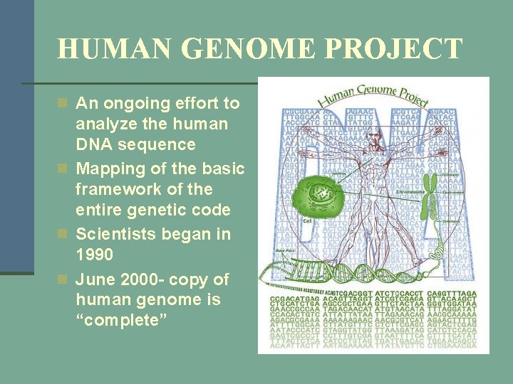 HUMAN GENOME PROJECT n An ongoing effort to analyze the human DNA sequence n