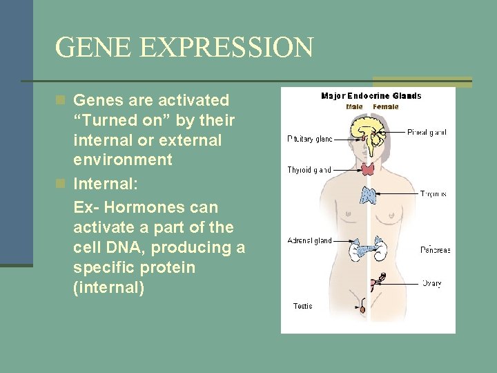GENE EXPRESSION n Genes are activated “Turned on” by their internal or external environment