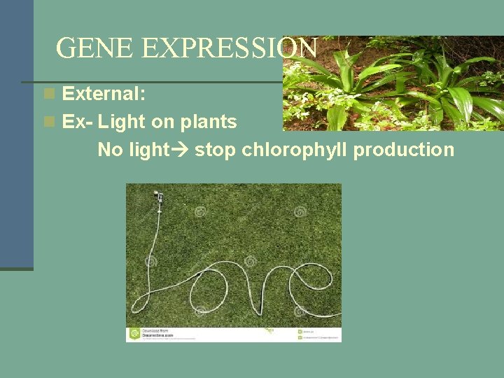 GENE EXPRESSION n External: n Ex- Light on plants No light stop chlorophyll production