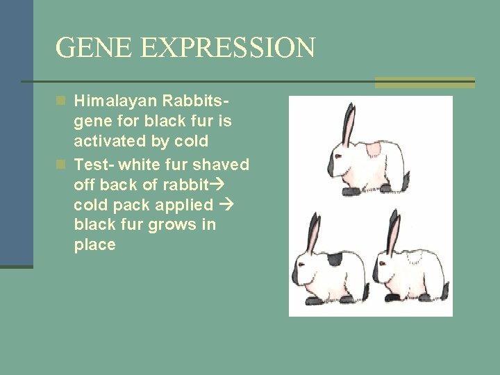 GENE EXPRESSION n Himalayan Rabbits- gene for black fur is activated by cold n
