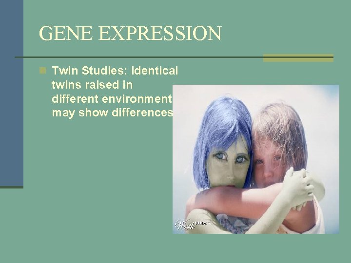 GENE EXPRESSION n Twin Studies: Identical twins raised in different environments may show differences