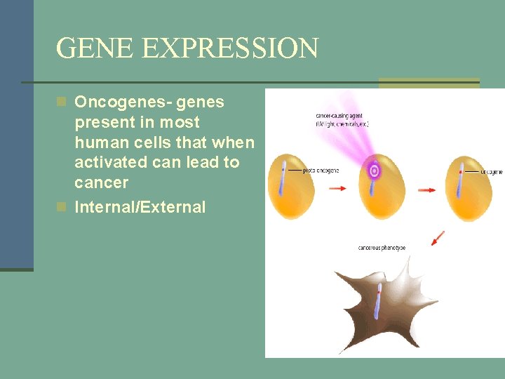 GENE EXPRESSION n Oncogenes- genes present in most human cells that when activated can