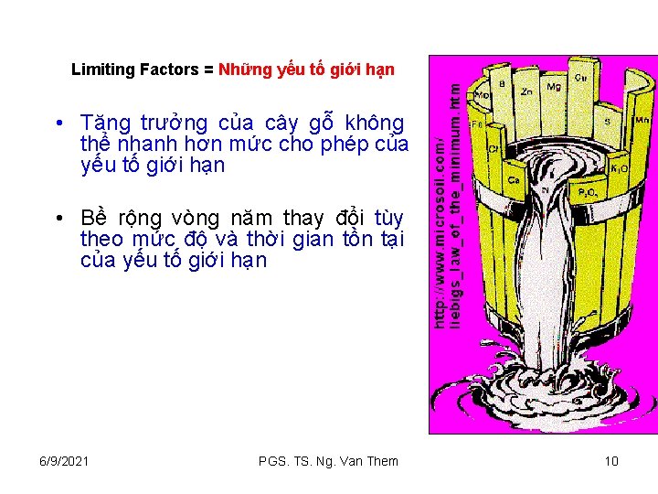 Limiting Factors = Những yếu tố giới hạn • Tăng trưởng của cây gỗ