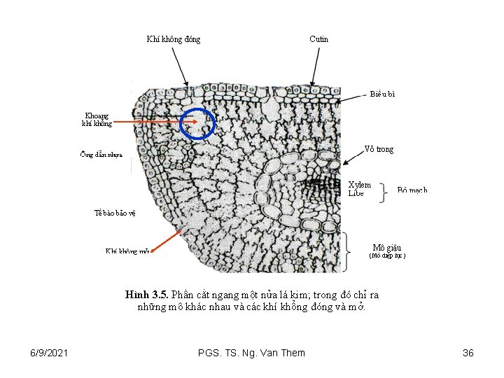 6/9/2021 PGS. TS. Ng. Van Them 36 