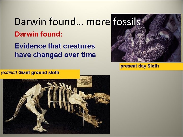 Darwin found… more fossils Darwin found: Evidence that creatures have changed over time present