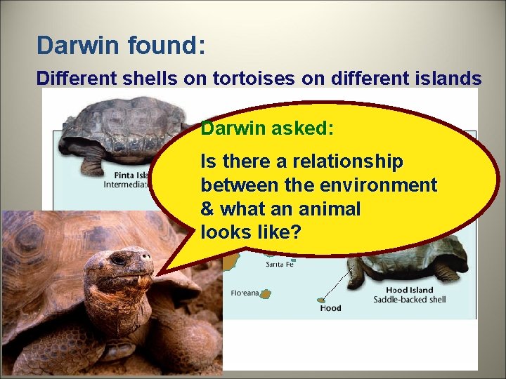 Darwin found: Different shells on tortoises on different islands Darwin asked: Is there a