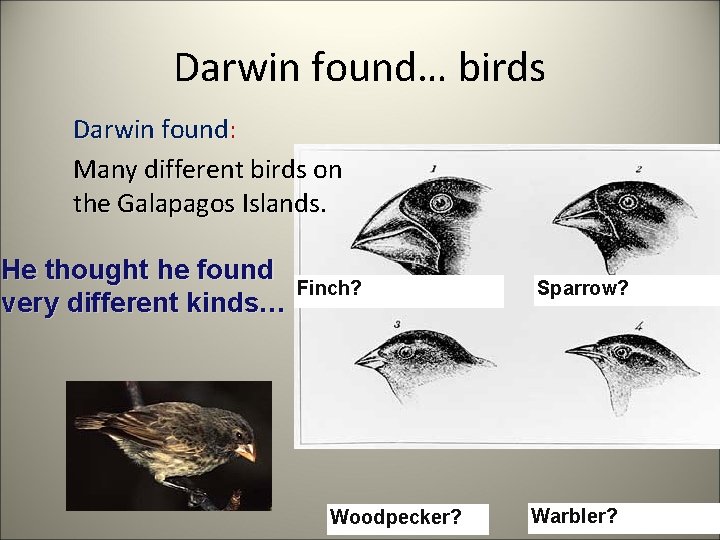 Darwin found… birds Darwin found: Many different birds on the Galapagos Islands. He thought