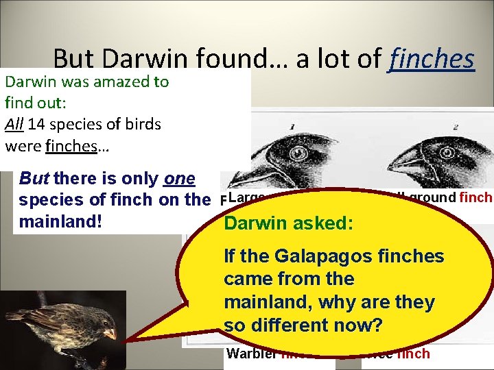 But Darwin found… a lot of finches Darwin was amazed to find out: All