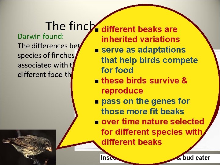 The finches cinched it!are n different beaks Darwin found: The differences between n species