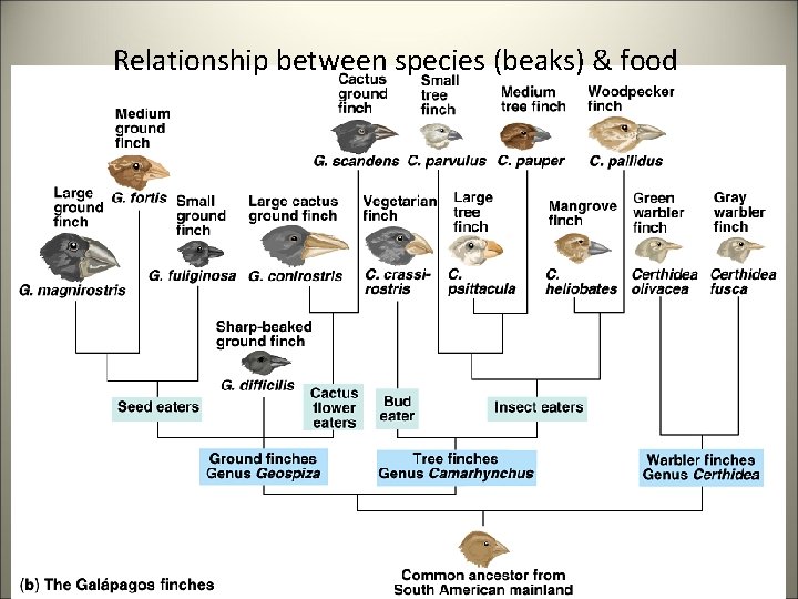 Relationship between species (beaks) & food 
