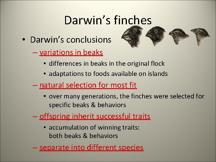 Darwin’s finches • Darwin’s conclusions – variations in beaks • differences in beaks in