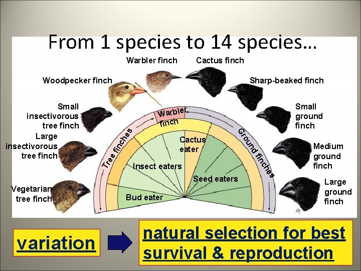 From 1 species to 14 species… Warbler finch Cactus finch Woodpecker finch Small ground