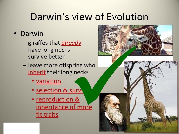 Darwin’s view of Evolution • Darwin – giraffes that already have long necks survive