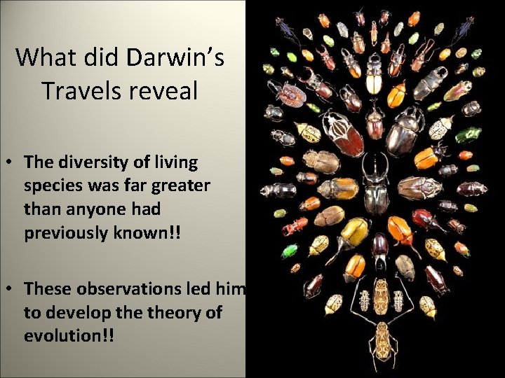 What did Darwin’s Travels reveal • The diversity of living species was far greater