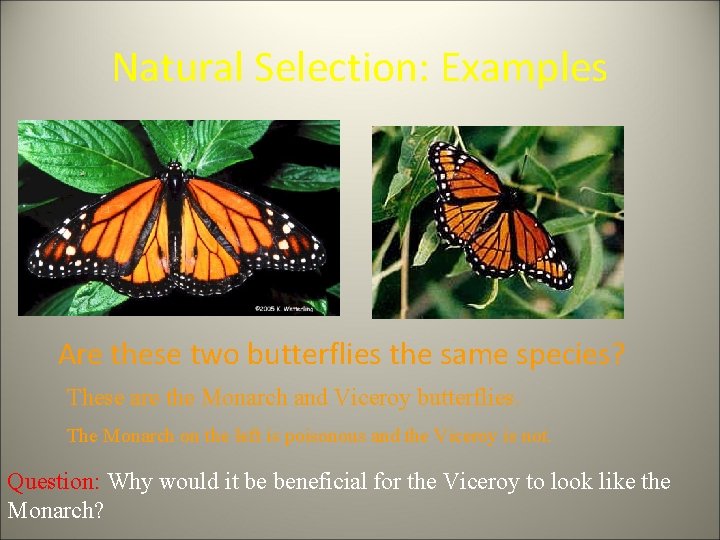 Natural Selection: Examples Are these two butterflies the same species? These are the Monarch