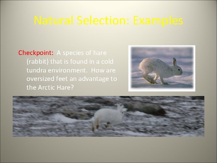 Natural Selection: Examples Checkpoint: A species of hare (rabbit) that is found in a