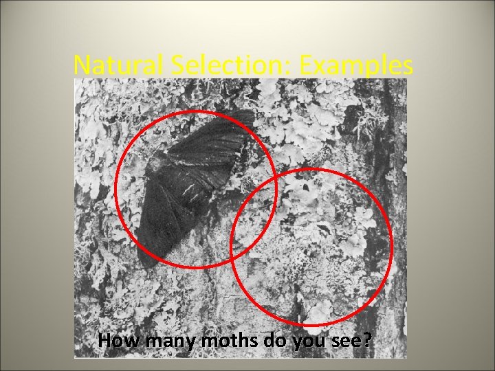 Natural Selection: Examples How many moths do you see? 