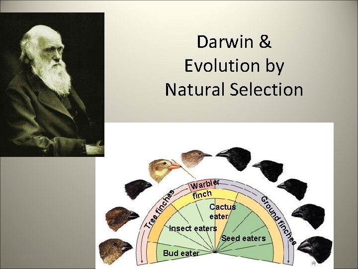 es Tr ee fin c Bud eater ch fin Insect eaters Seed eaters 2006