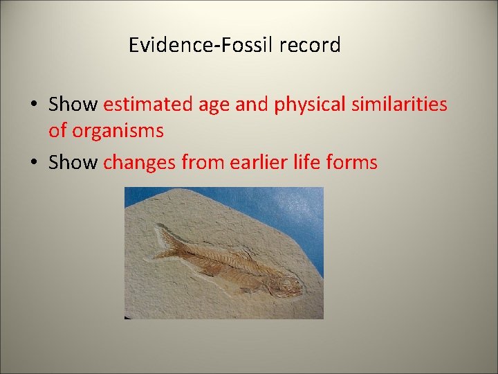 Evidence-Fossil record • Show estimated age and physical similarities of organisms • Show changes