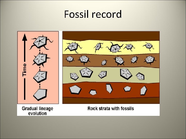 Fossil record 