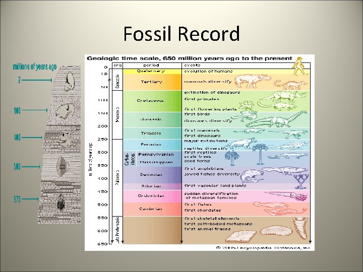 Fossil Record 