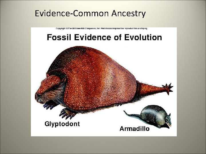 Evidence-Common Ancestry 