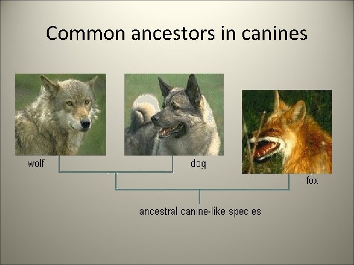 Common ancestors in canines 