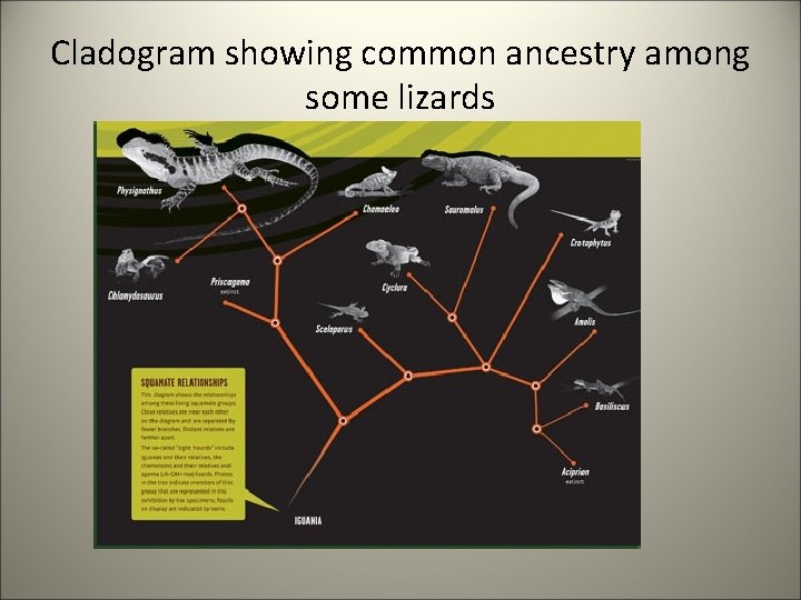 Cladogram showing common ancestry among some lizards 