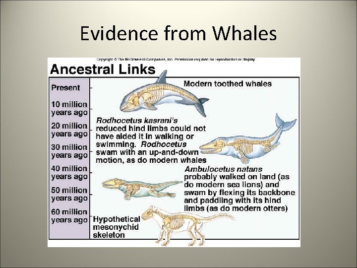 Evidence from Whales 