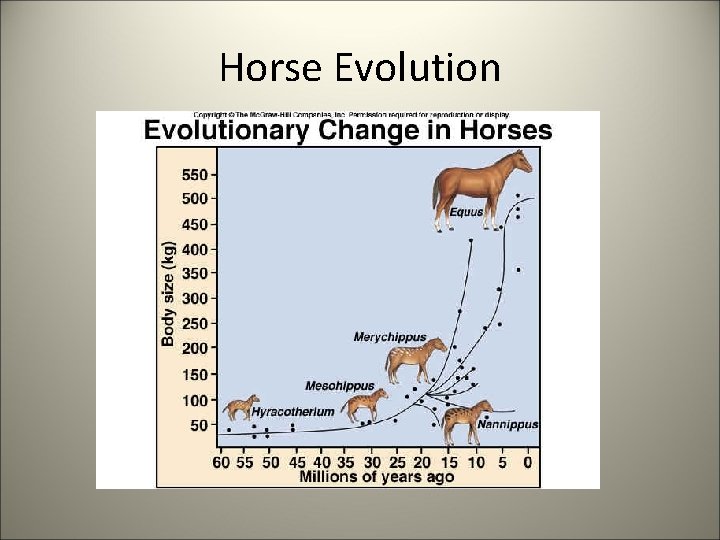 Horse Evolution 