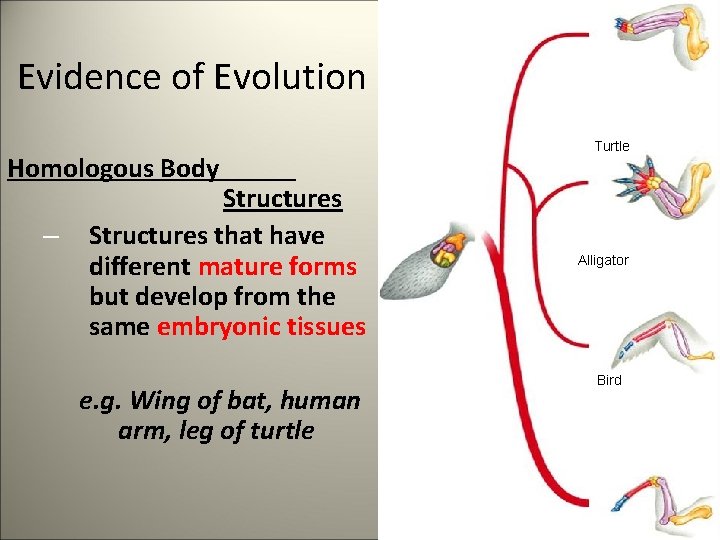 Evidence of Evolution Homologous Body – Structures that have different mature forms but develop