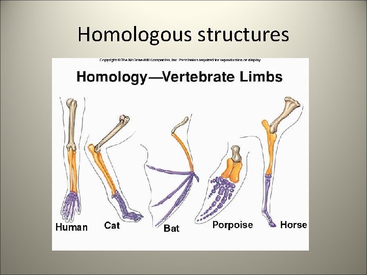 Homologous structures 