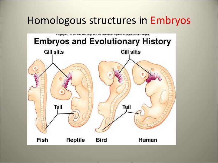 Homologous structures in Embryos 