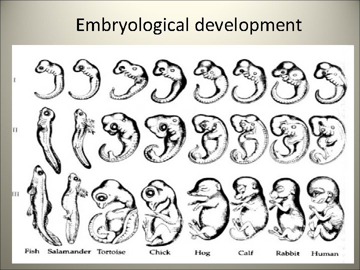 Embryological development 