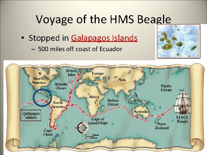 Voyage of the HMS Beagle • Stopped in Galapagos Islands – 500 miles off