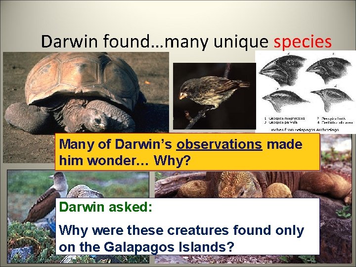 Darwin found…many unique species Many of Darwin’s observations made him wonder… Why? Darwin asked: