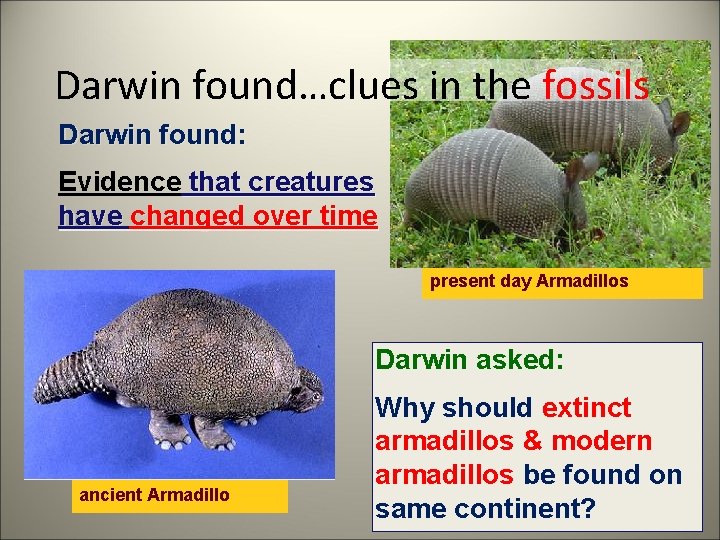 Darwin found…clues in the fossils Darwin found: Evidence that creatures have changed over time