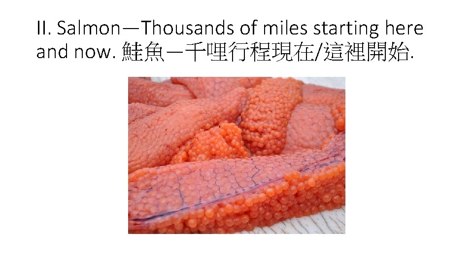 II. Salmon—Thousands of miles starting here and now. 鮭魚—千哩行程現在/這裡開始. 