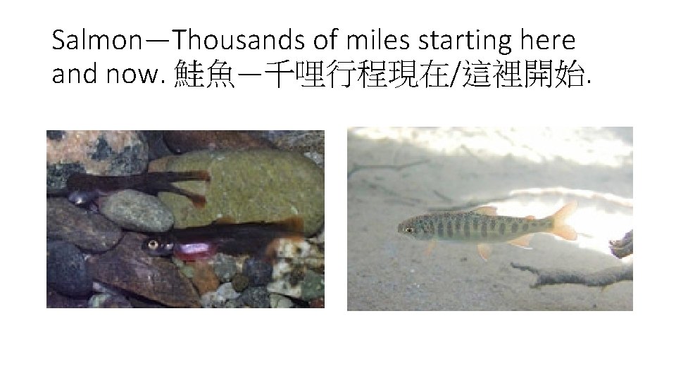 Salmon—Thousands of miles starting here and now. 鮭魚—千哩行程現在/這裡開始. 