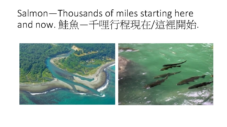 Salmon—Thousands of miles starting here and now. 鮭魚—千哩行程現在/這裡開始. 