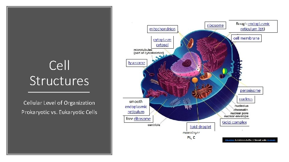 Cell Structures Cellular Level of Organization Prokaryotic vs