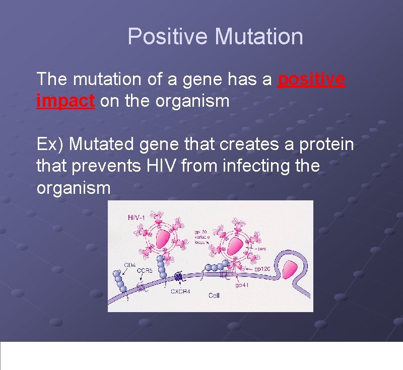 Positive Mutation The mutation of a gene has a positive impact on the organism