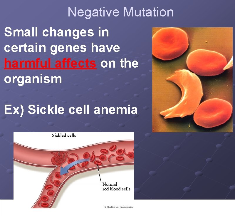 Negative Mutation Small changes in certain genes have harmful affects on the organism Ex)