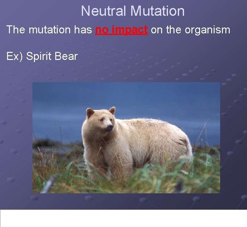 Neutral Mutation The mutation has no impact on the organism Ex) Spirit Bear 