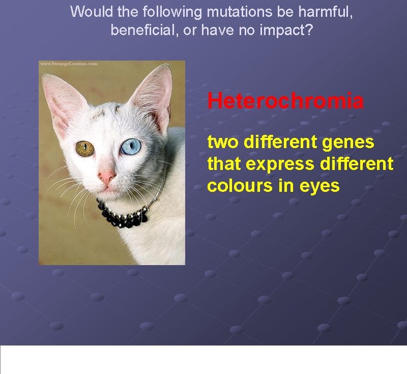 Would the following mutations be harmful, beneficial, or have no impact? Heterochromia two different