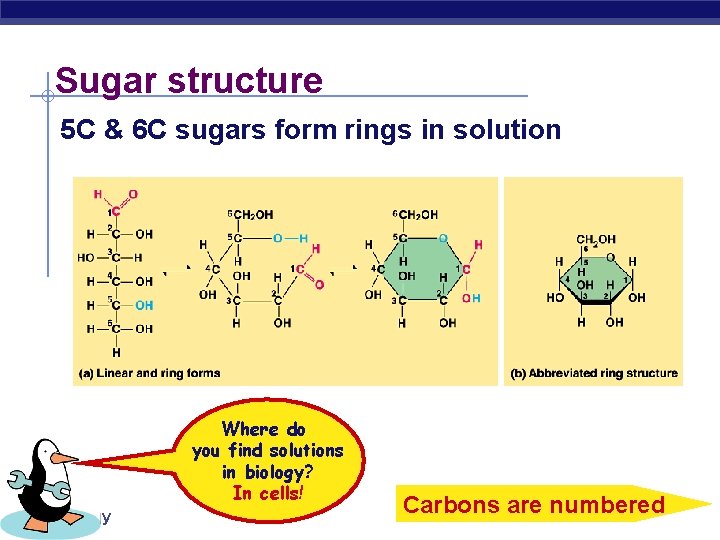 Sugar structure 5 C & 6 C sugars form rings in solution Where do