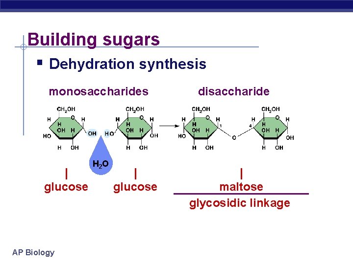 Building sugars § Dehydration synthesis monosaccharides | glucose AP Biology H 2 O |