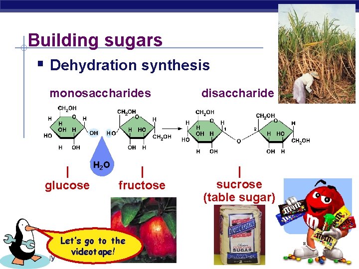 Building sugars § Dehydration synthesis monosaccharides disaccharide H 2 O | sucrose (table sugar)