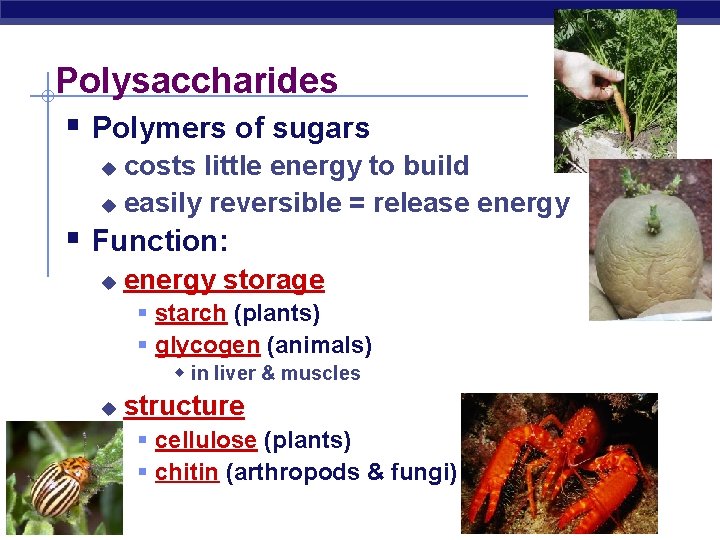 Polysaccharides § Polymers of sugars costs little energy to build u easily reversible =