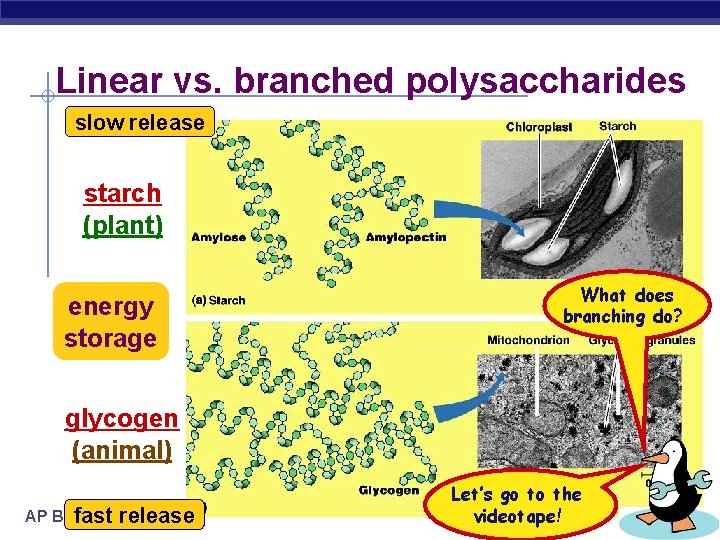 Linear vs. branched polysaccharides slow release starch (plant) energy storage What does branching do?